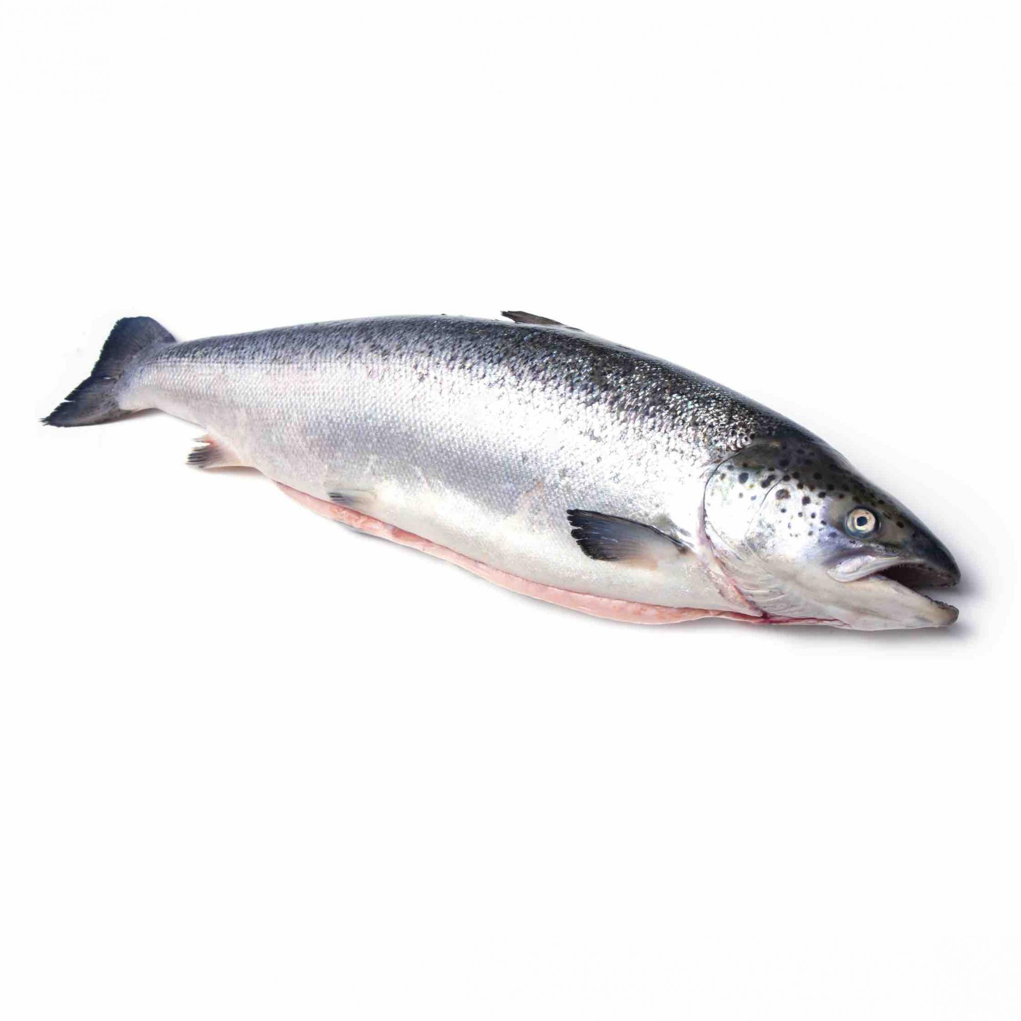 losos-atlanticheskiy-semga-s-m-5-6-premium-chili